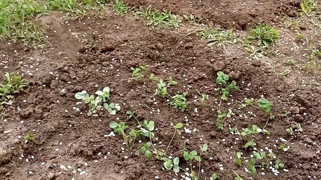 Обзор дачи в мае спустя месяц от начала карантина. смотреть онлайн