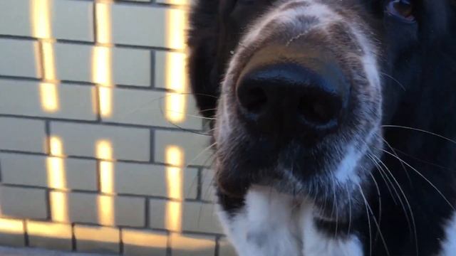 Вычесывание алабая. Общение с собакой.