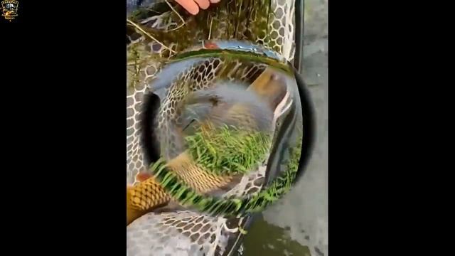 Подборка необычных случаев на рыбалке/Трофейная рыбалка 2021/Fishing смотреть онлайн