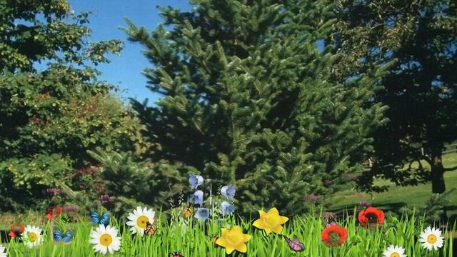 Пихта равночешуйчатая ? Обзор: посадка и уход. крупномеры пихты : описание и особенности