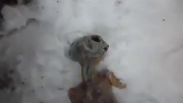 On a retrouvé un extraterrestre dans la glace sibérienne смотреть онлайн