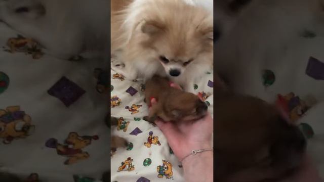 Мини Шпиц Фося и её щенята смотреть онлайн