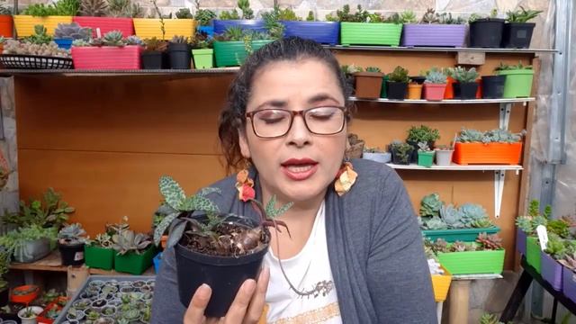 Ledebouria Socialis Como CUIDARLA Y REPRODUCIRLA