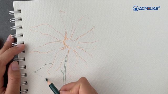 Блокноты для рисования Acmeliae смотреть онлайн