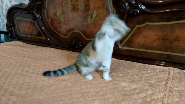 Чудо котёнок,мальчик окрас черепаховый смотреть онлайн