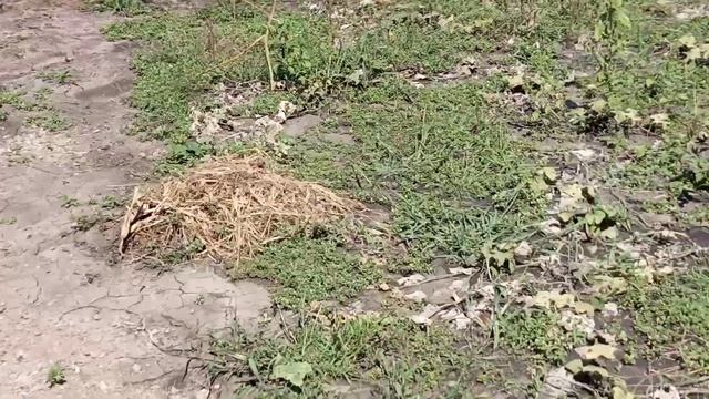 Голубы гуляют николаевские маленькие голубы гуляют все класс смотреть онлайн