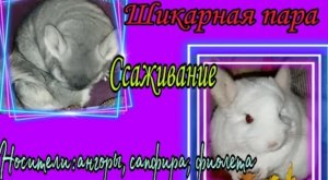 Ссаживание шиншилл разнополых.