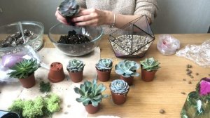 Как посадить суккуленты в геометрический флорариум с цветными песками