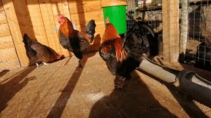 Маран порода кур Ответы на ваши вопросы