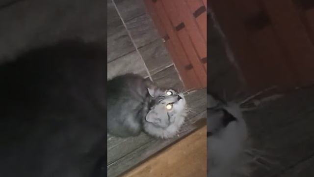 у котенка светятся глаза ночью? смотреть онлайн