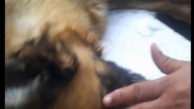 Усыпить собаку смотреть онлайн