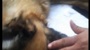 Усыпить собаку