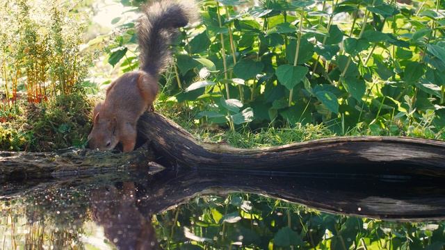 Природа. Живая Природа. Птицы, Белки,Животные. Пение Птиц