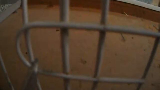 Как дела у хомяков? У Арчи вольер стал больше?! Часть 2 смотреть онлайн