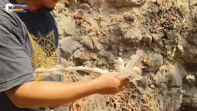 MENEGANGKAN..!!! WARGA BERTEMU ULAR PITON RAKSASA... смотреть онлайн