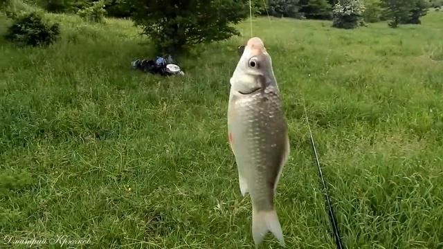 РЫБАЛКА в дождь 2019г. Республика Адыгея пос Тамбовский за селом. Жизнь - драйв! Живите в Кайф! смотреть онлайн