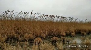 Хорошая охота на лисицу в Крыму с гончими по камышу. fox and wolf hunting in Crimea, Russia.