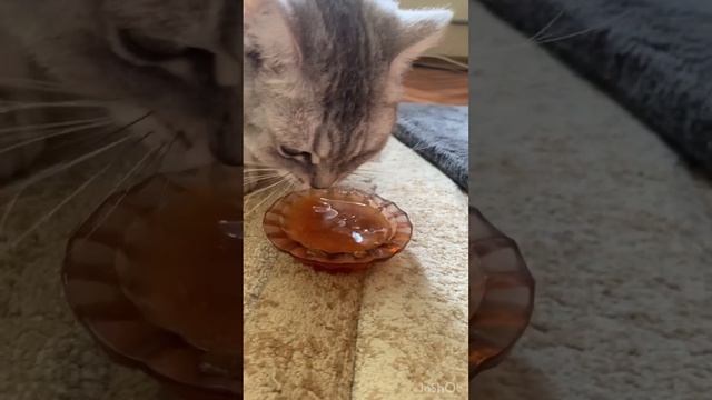 Пробуем кошачий суп! ?