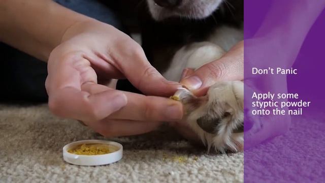 What To Do If Dog's Nails Are Bleeding смотреть онлайн