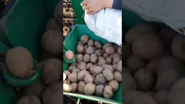 Садим картошку смотреть онлайн