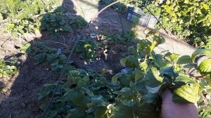 Малина ремонтантная Аврора.