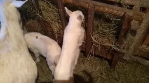 Содержание козы с козлятами.