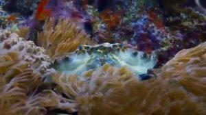 Красивое красочное видео каракатицы на охоте... И несколько фактов: ЧИТАЙТЕ ОПИСАНИЕ.