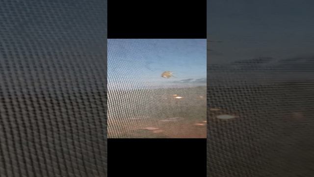 Котик крякает на жука☺️ смотреть онлайн