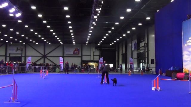 D-Open Яковлева Инесса Австралийский келпи DAENERYS DI CASA HESSELINK смотреть онлайн