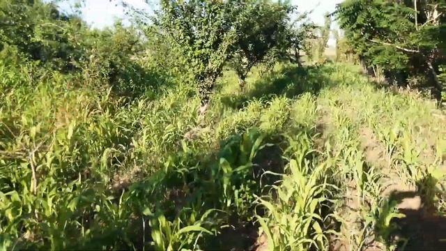 СРОЧНО ХОНАИ ФУРУШИ ДАР КОЛХОЗОБОД АЗ КАНАЛИ @user-vd3uy4fv9i смотреть онлайн