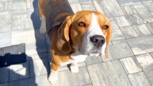 НОВЫЙ ДОМ ДЛЯ КОТЕНКА И ЩЕНКА. ЖИВУТ ВМЕСТЕ. БРОС ШОУ ПЕТ