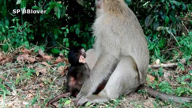 Baby Monkey Bronco Improve More And More - SP BBlover - Can More Happy