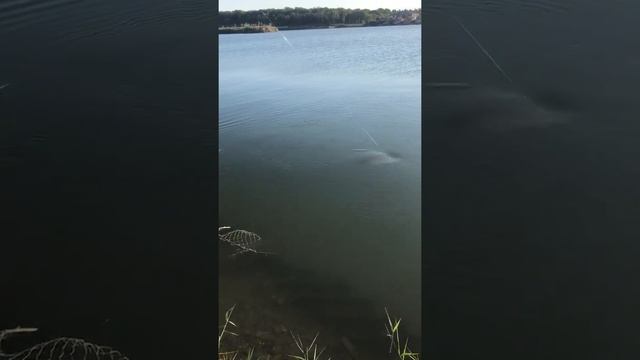 Стали свидетелями невиданного трофея. Карп 10кг смотреть онлайн