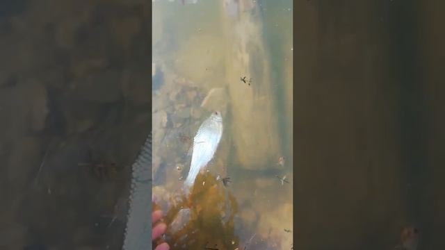 Пруд полторы, платвичка смотреть онлайн