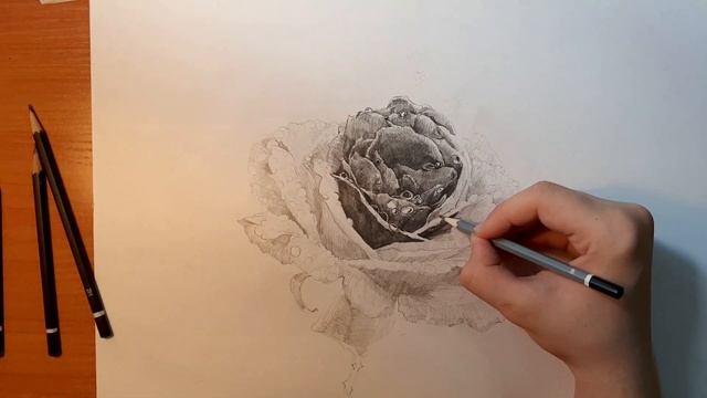 Цветок розы. Рисунок. Рисунки растений #2 смотреть онлайн