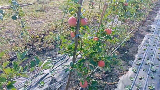 #Сад мечты. Сорт ЧЕМПИОН. смотреть онлайн