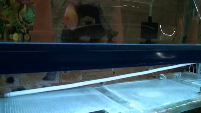 ДИСКУСЫ. Aquarists of Russia kristall-discus Дискусы оптом смотреть онлайн