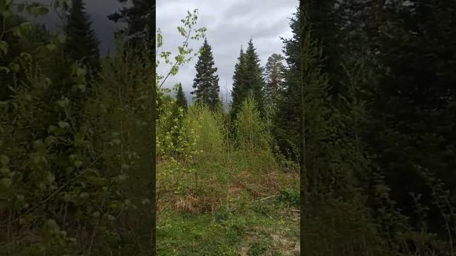 Почему Усадьба Медвежья берлога смотреть онлайн