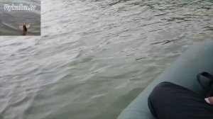 Обзор Воблера ZipBaits Rigge 70 SP