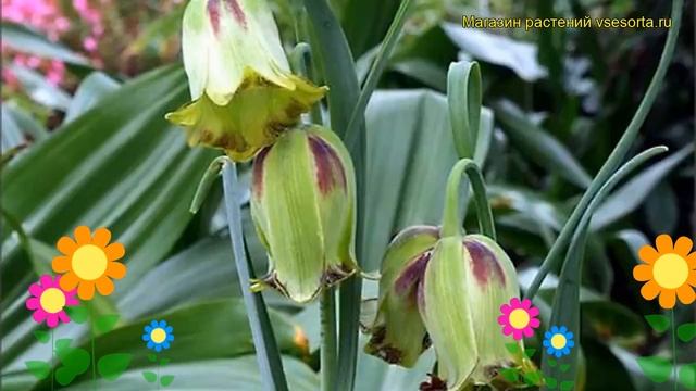 Рябчик Акмопетала. Краткий обзор, описание характеристик, где купить луковицы Acmopetala смотреть онлайн