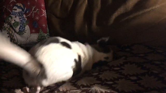 Чихуахуа Дося играет с орешком 🐶 смотреть онлайн