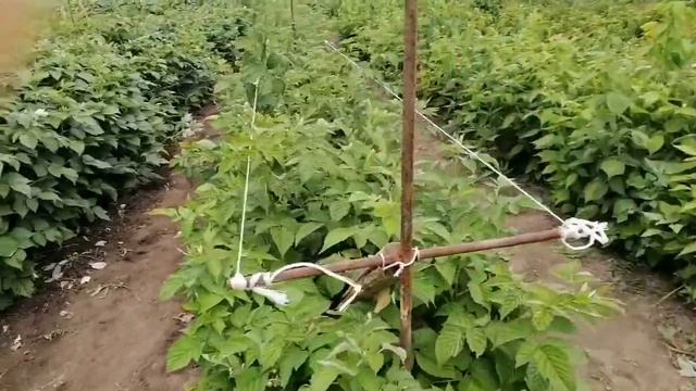 Шпалера для малины/ Подкормка ремонтантной малины в июле смотреть онлайн