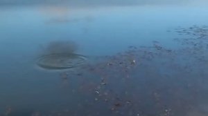 Очистка дна от водорослей (донная коса)