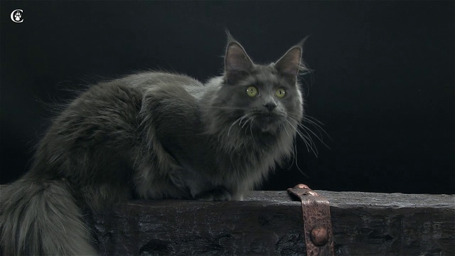 Видео мейн-куна окрас голубой солид (a) Candycoon's Katie в 11 месяцев www.coonplanet.ru смотреть онлайн