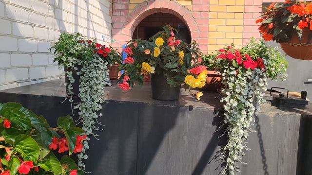 ЦВЕТОЧНЫЕ КОМПОЗИЦИИ С ПЕТУНИЕЙ смотреть онлайн