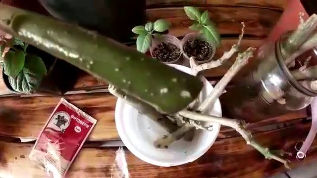 Бругмансия зимой. смотреть онлайн