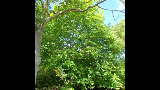 Magnolia macrophylla 'Julian Hill' Through the Seasons, 2014 смотреть онлайн