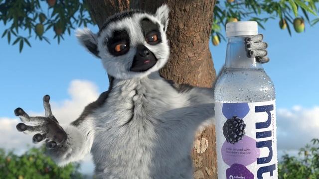 Meet The Lemurs