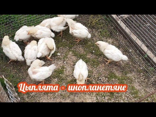 какой породы цыплята - загадка.... смотреть онлайн