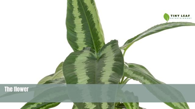 Schismatoglottis Wallichii | Green Shield Plant | TinyLeaf